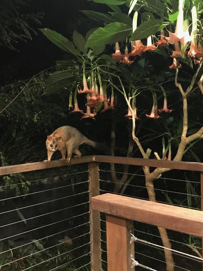 Jacaranda House Garden Suite Brisbane Eksteriør billede